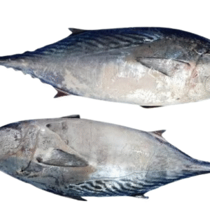 Frozen Salted Tuna (Thon sale de garba)
